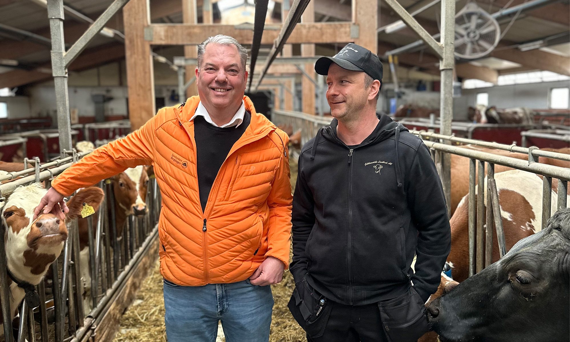 Skog-och lantbruksansvarige på banken och en bonde står i en ladugård och klappar kor