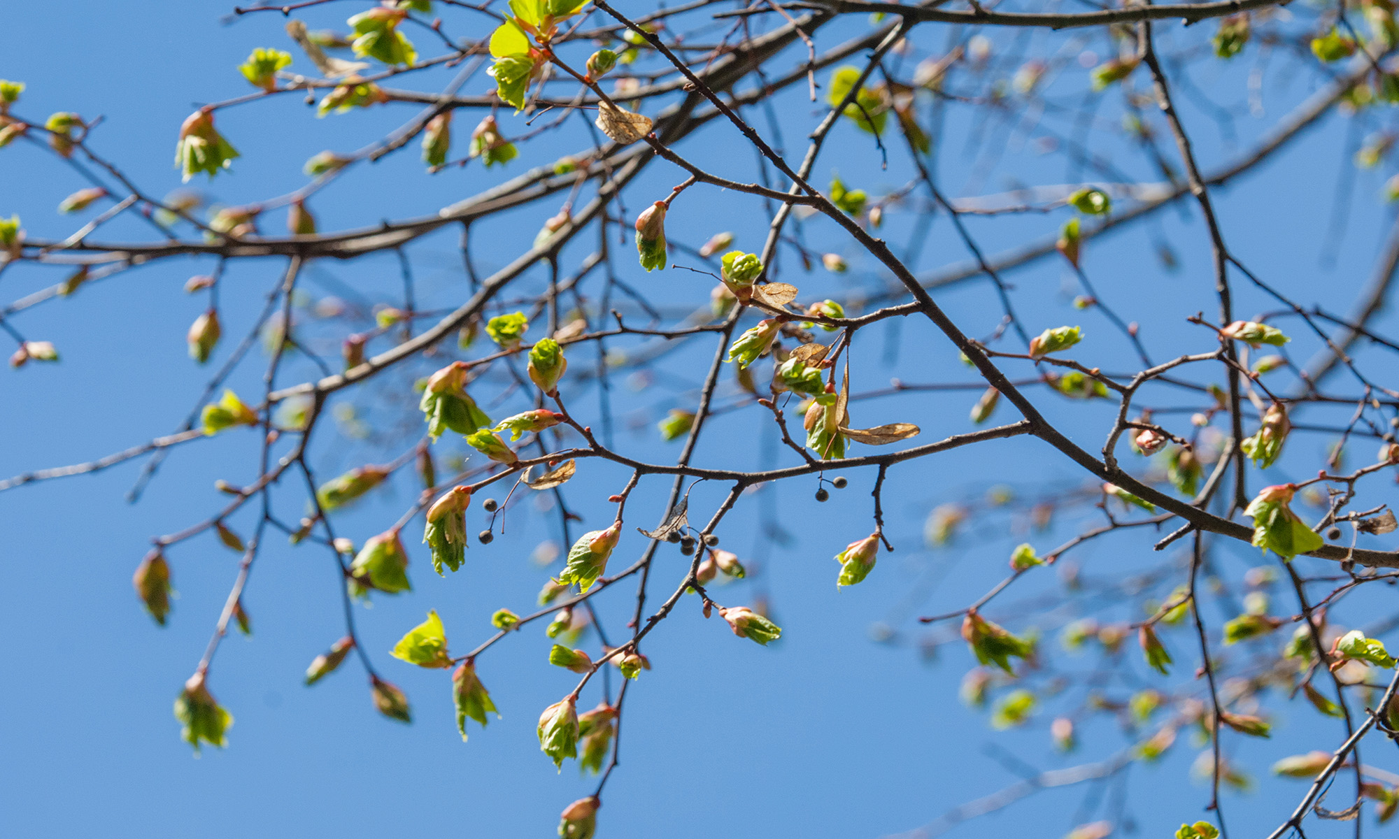 Lövsprickande grenar mot en klarblå himmel.